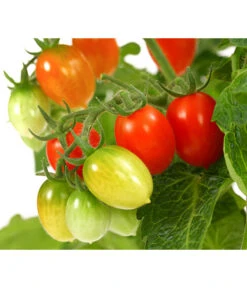 Pick-a-Tom® Pflaumentomate Mit Früchten -Gartenbedarf Förderung 8838872 WE DE 001 PickaTomPflaumentomateT14