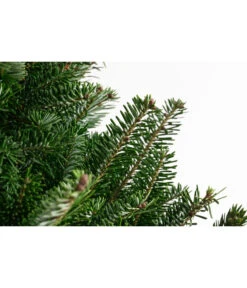 Fraser-Tanne, Ca. 175-200 Cm, Gesägt -Gartenbedarf Förderung 8995078 PR DE 001 AbiesFraseri175 200GesaegtFraserTanneDehnerExpressHerzig