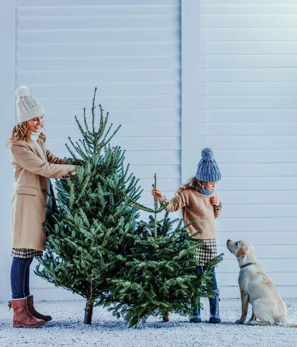 Bio Nordmann-Tanne, Ca. 150-200 Cm, Gesägt 4 Bio Nordmann-Tanne, Ca. 150-200 Cm, Gesägt – Bild 2