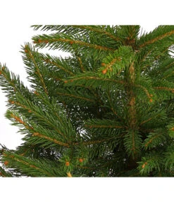 Stech-Fichte, Ca. 40-60 Cm, Im Topf Gewachsen -Gartenbedarf Förderung 8997512 WE DE 003 PiceaPungensFichte40 60DehnerExpressHerzig