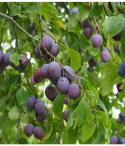 Zwetschge 'Kulinaria-Toptaste' -Gartenbedarf Förderung M200006349 WE MO 001 ZwetschgeKulinariaToptastePixabay