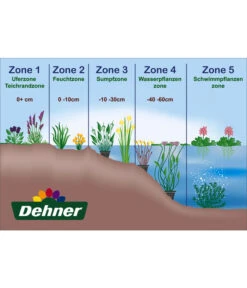 Dehner Japanorchidee - Gartenorchidee -Gartenbedarf Förderung WE DE 001 Teichzonen Wasserpflanzen Schild