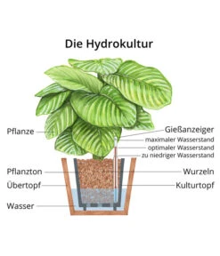 Korbmarante - Calathea Orbifolia, Hydrokultur -Gartenbedarf Förderung WE MO Hydrokultur Hydropflanze Grafik 4